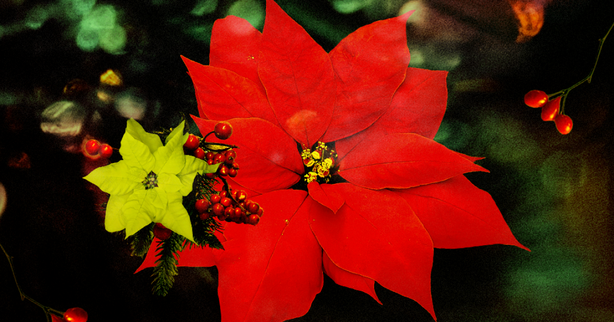 Poinsettias flowers deals